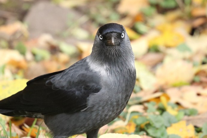 Галка (Coloeus monedula)