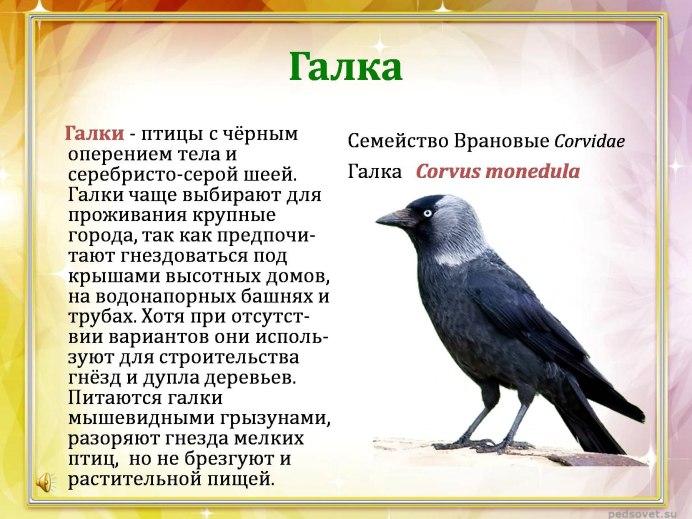 Клюв галки