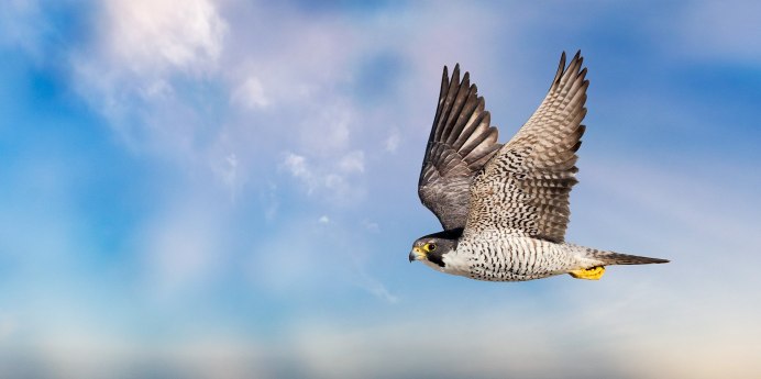 Тетеревятник (Accipiter gentilis)