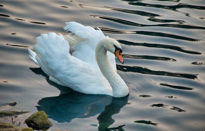 White Swan Джизак