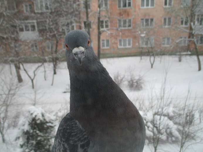 Голубь в море