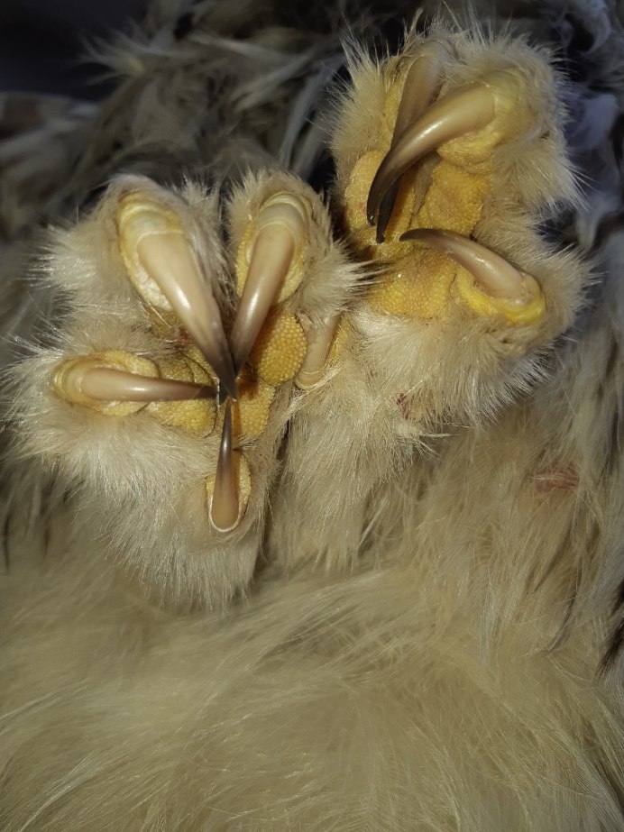 Eagle Legs