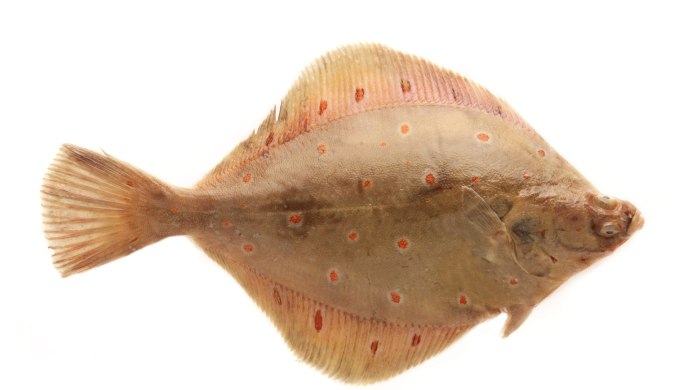 Fish on White ground