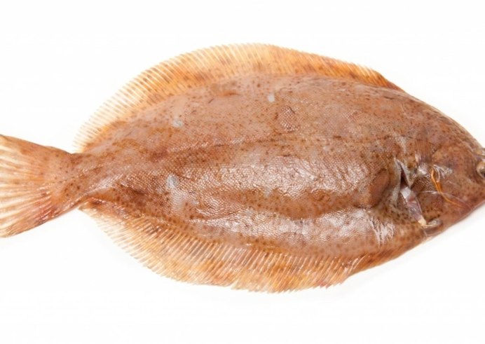 Морская камбала