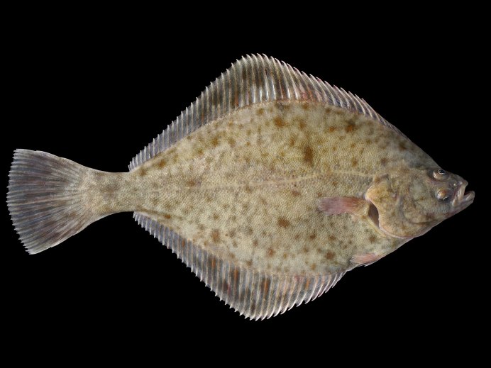 Морская камбала царство