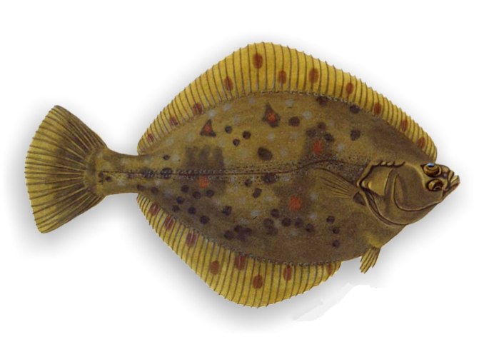 Камбала fish2o