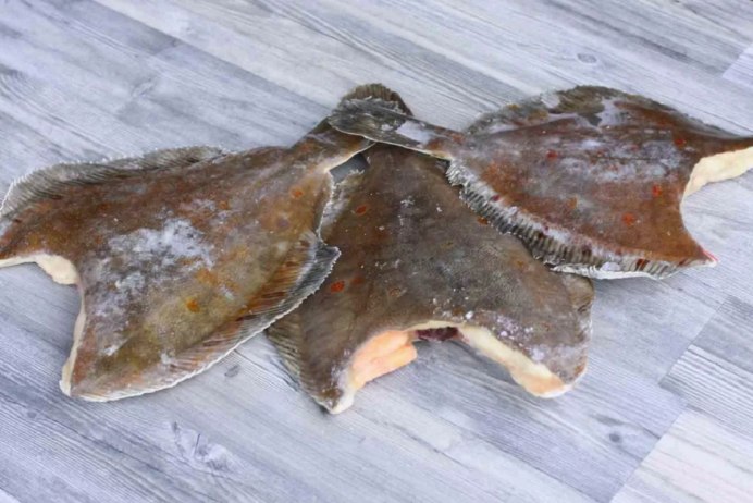 Морская рыба камбала