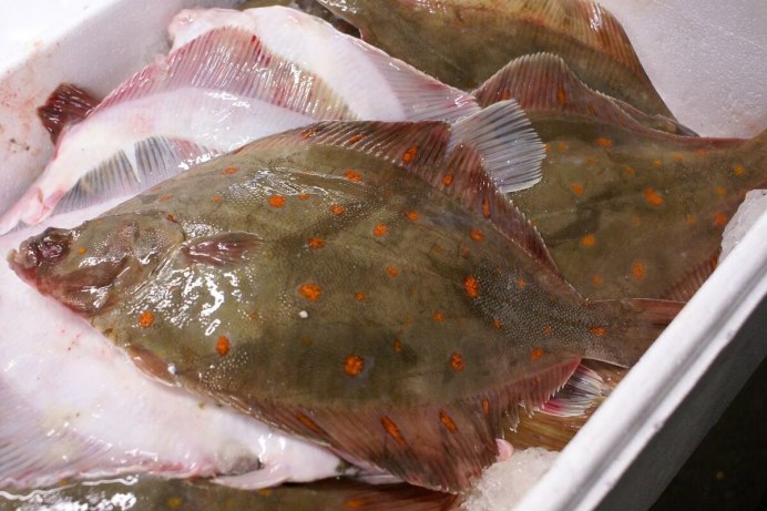 Морская плоская рыба похожая на камбалу