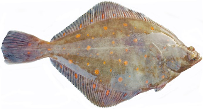 Морская камбала (pleuronectes platessa)