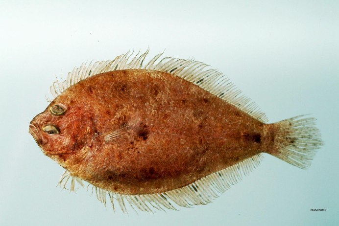Камбала Королевская