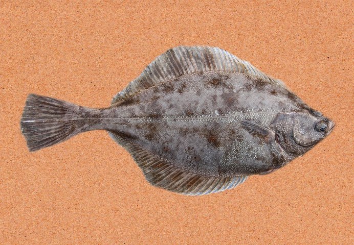 Атлантический белокорый палтус Hippoglossus Hippoglossus