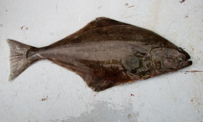 Скат-хвостокол морской кот