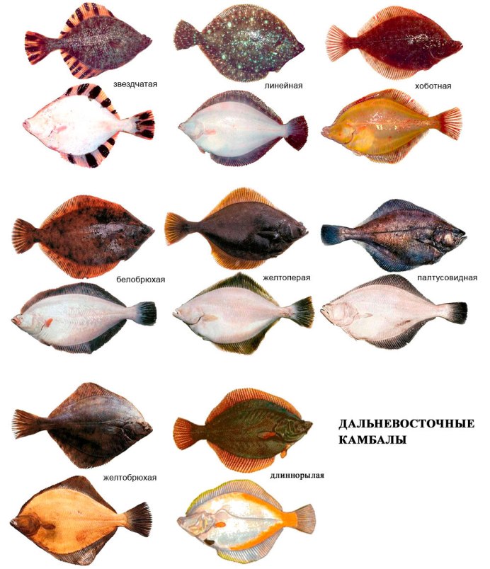 Psetta maeotica