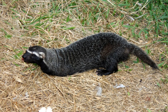 Galictis vittata