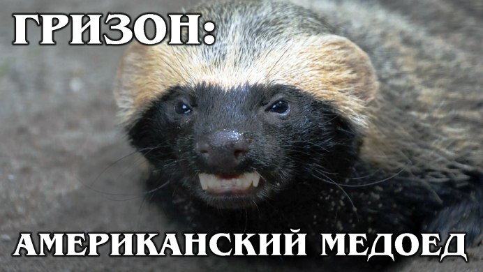 Гризон рисовать