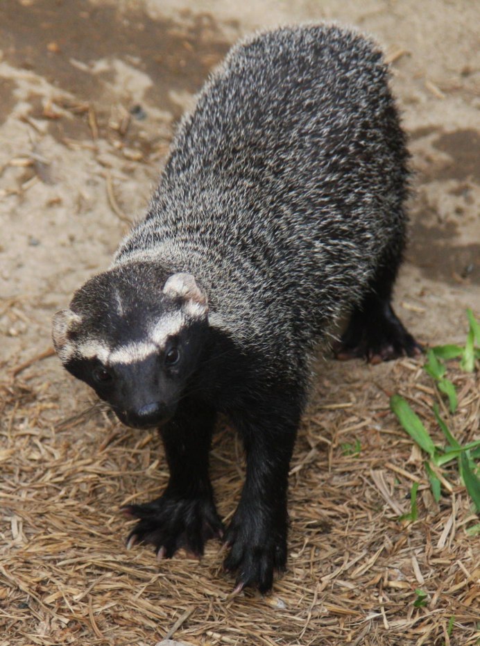 Mustela nivalis vulgaris
