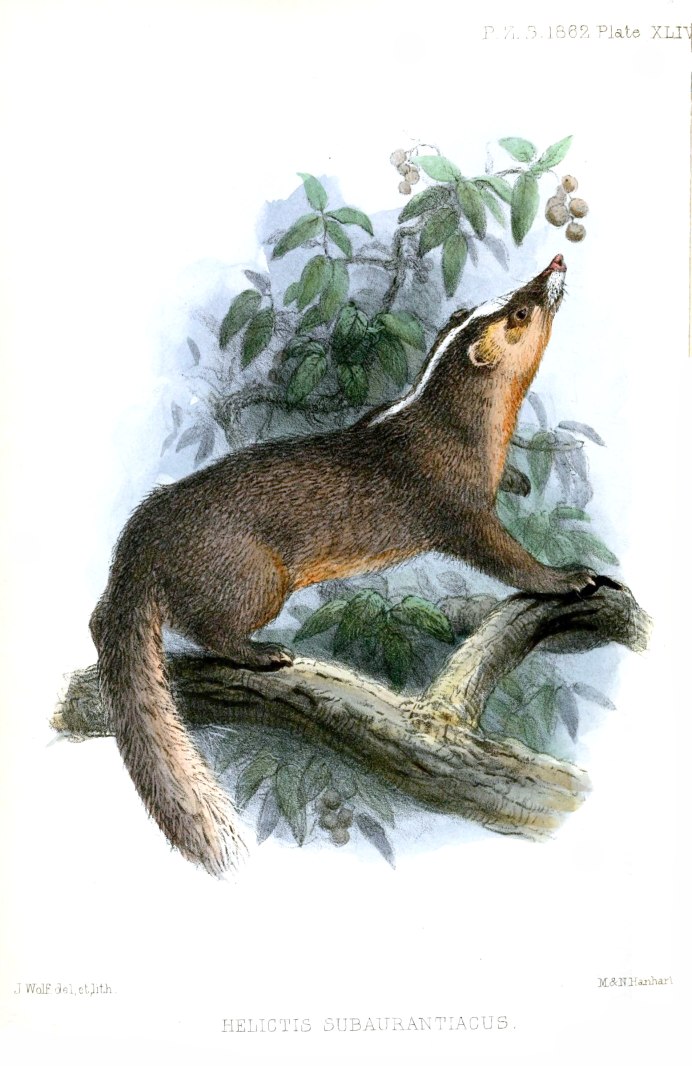 Гризон Gryson vittata