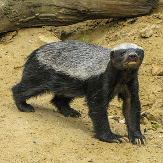 Chinese Ferret Badger