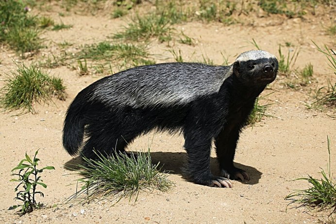 Chinese Ferret Badger