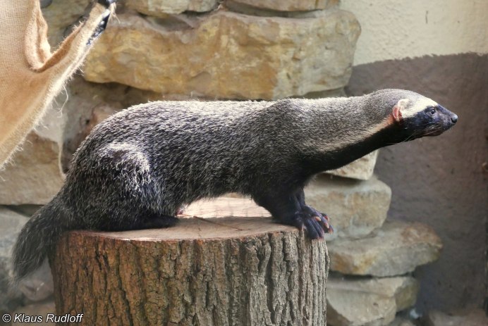 Galictis vittata