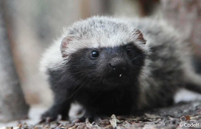Galictis vittata