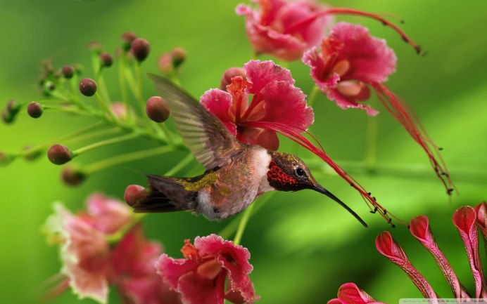 Виргинский Кардинал птица