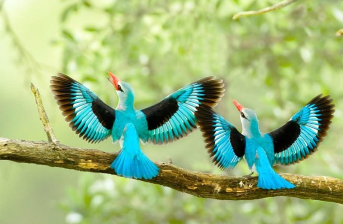 Окрас Колибри