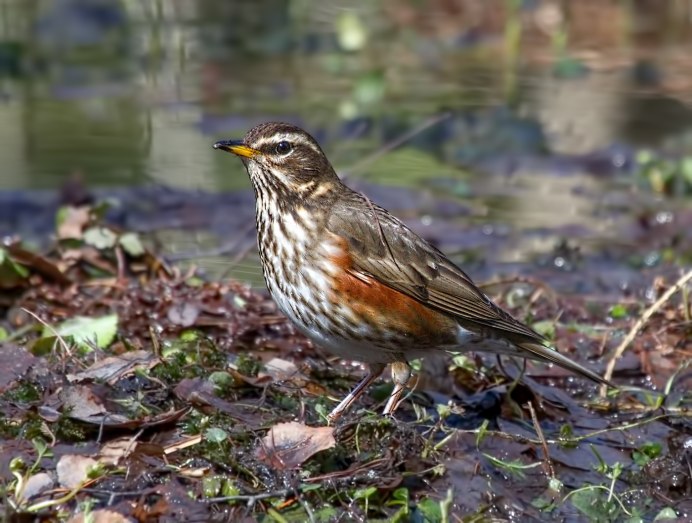 Дрозд чёрный (turdus Merula)