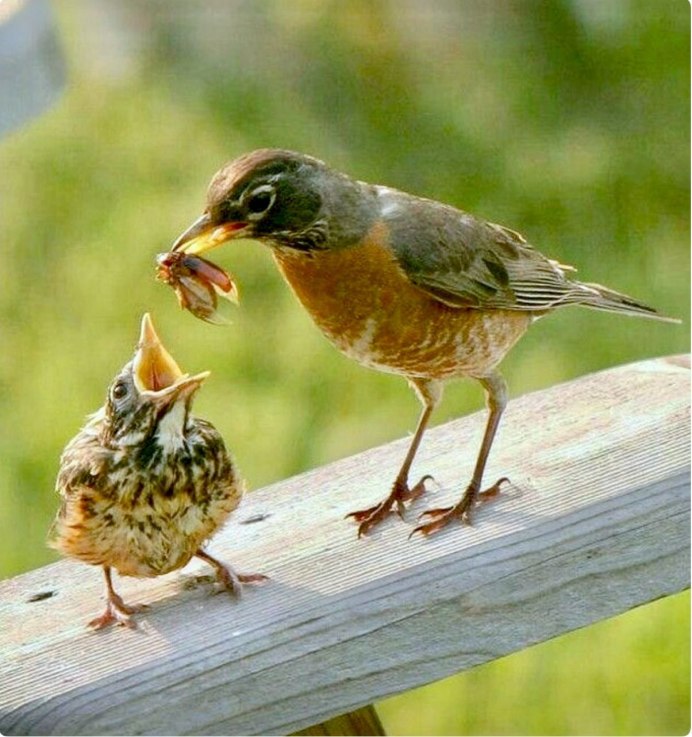 Рябинник (turdus pilaris