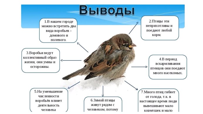 Дрозд деряба рябинник