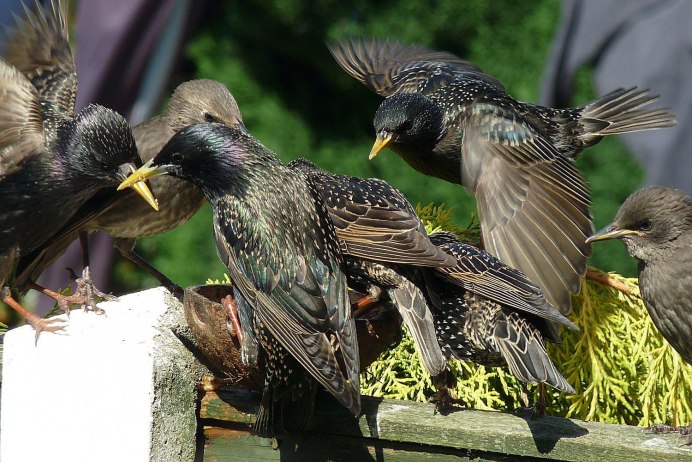 Дрозд рябинник Fieldfare turdus pilaris