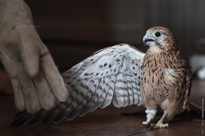 Falco tinnunculus и ASIO Otus