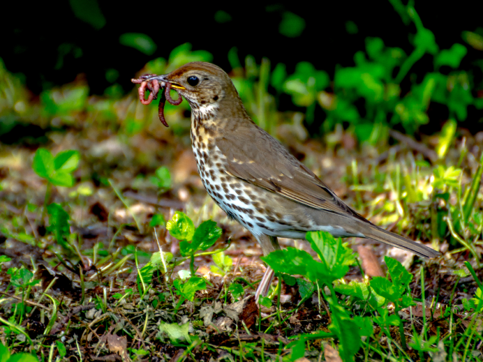 Дрозд-отшельник (Catharus guttatus)