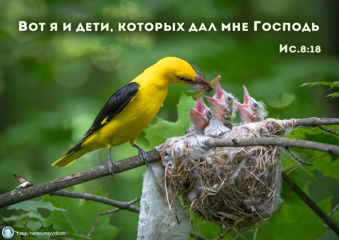 Слеток Иволги