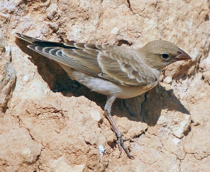 Carpospiza brachydactyla