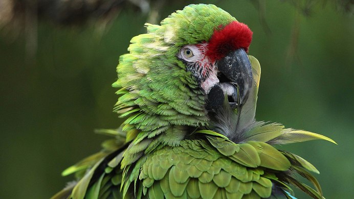 Постер. Попугай