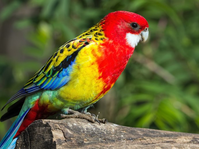 Южный парк птиц малинки