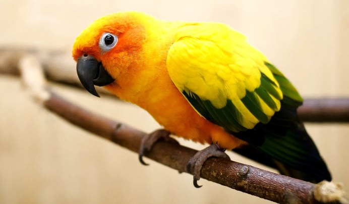 Красивые попугаи в природе