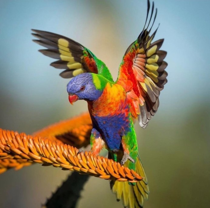 Жёлто-зелёный доминиканский ара