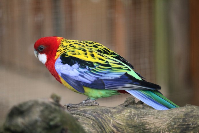 Попугай Какаду