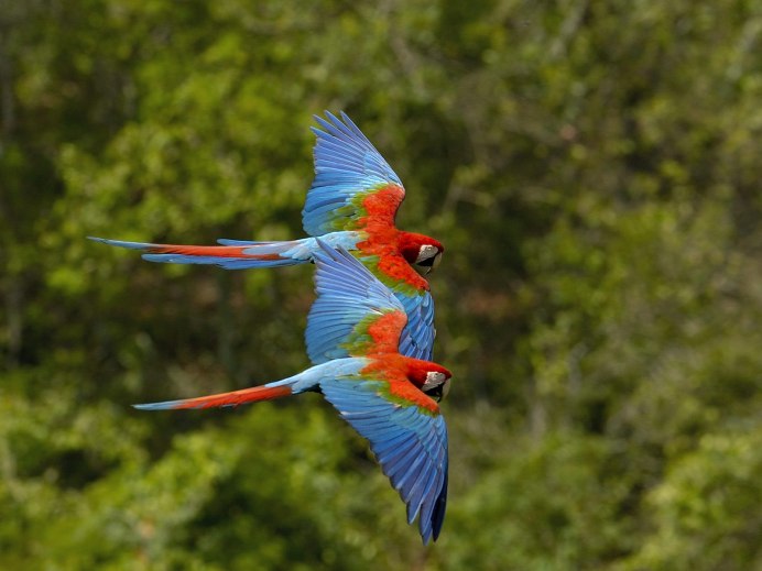 Eclectus Parrot