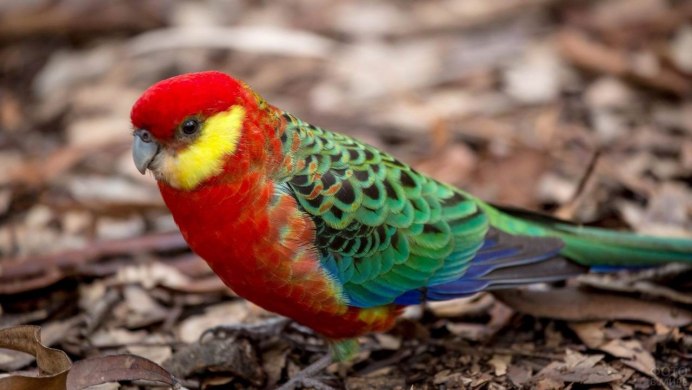 Бразильские попугаи ара