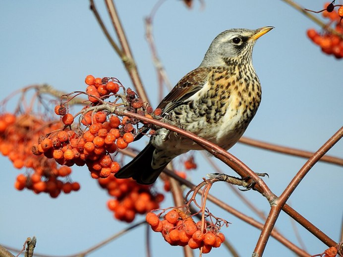 Дрозд рябинник Fieldfare turdus pilaris