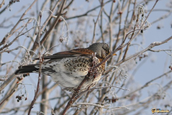 Дрозд-рябинник (turdus pilaris)