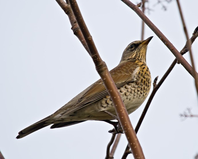 Рябинник (turdus pilaris