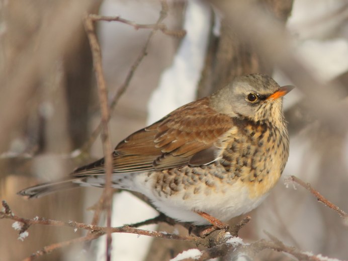 Молодой Дрозд рябинник