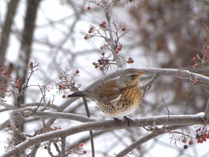 Дрозд деряба рябинник