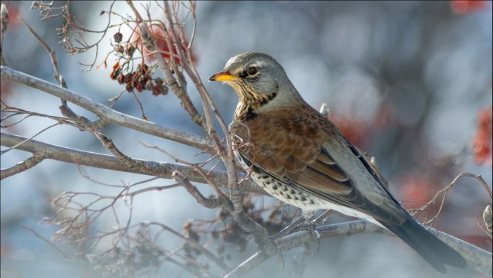 Дрозд рябинник зима