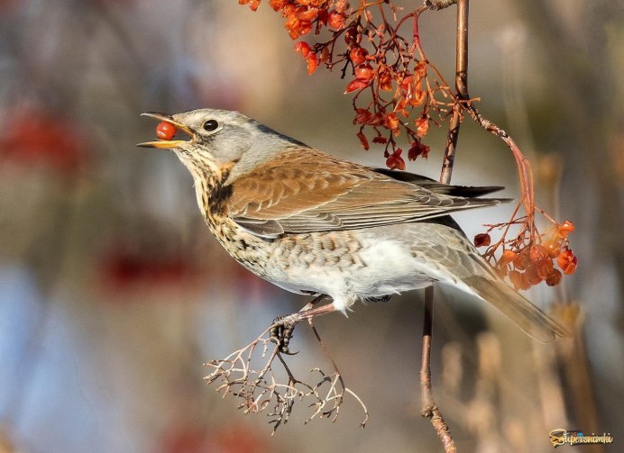 Птенец дрозда рябинника