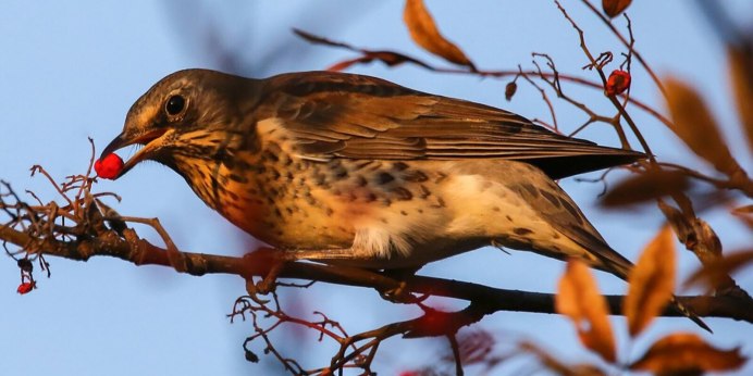 Птица Дрозд рябинник